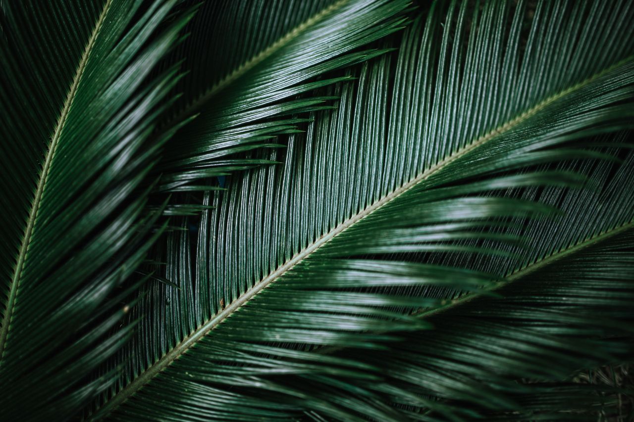 Colorful exotic flowers and greenery